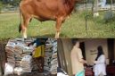 Gambar sapi diatas ( ilustrasi) 